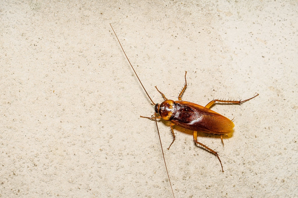 Cockroach Control, Pest Control in Rush Green, RM7. Call Now 020 8166 9746