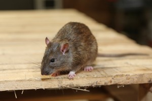 Mice Infestation, Pest Control in Rush Green, RM7. Call Now 020 8166 9746