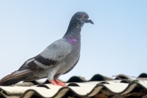 Pigeon Pest, Pest Control in Rush Green, RM7. Call Now 020 8166 9746