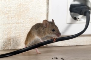 Mice Control, Pest Control in Rush Green, RM7. Call Now 020 8166 9746