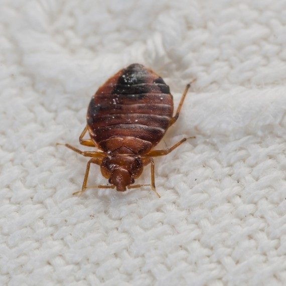 Bed Bugs, Pest Control in Rush Green, RM7. Call Now! 020 8166 9746