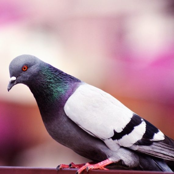 Birds, Pest Control in Rush Green, RM7. Call Now! 020 8166 9746