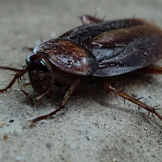 Cockroaches, Pest Control in Rush Green, RM7. Call Now! 020 8166 9746