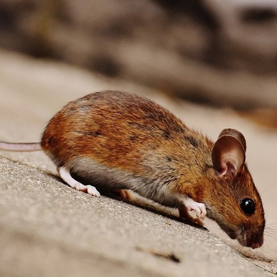 Mice, Pest Control in Rush Green, RM7. Call Now! 020 8166 9746