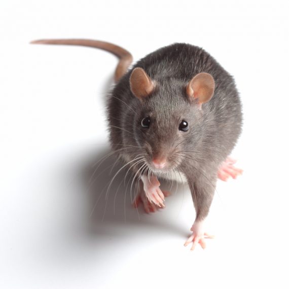 Rats, Pest Control in Rush Green, RM7. Call Now! 020 8166 9746