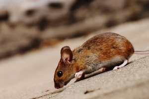 Mouse extermination, Pest Control in Rush Green, RM7. Call Now 020 8166 9746
