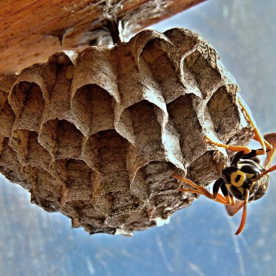 Wasps Nest, Pest Control in Rush Green, RM7. Call Now! 020 8166 9746